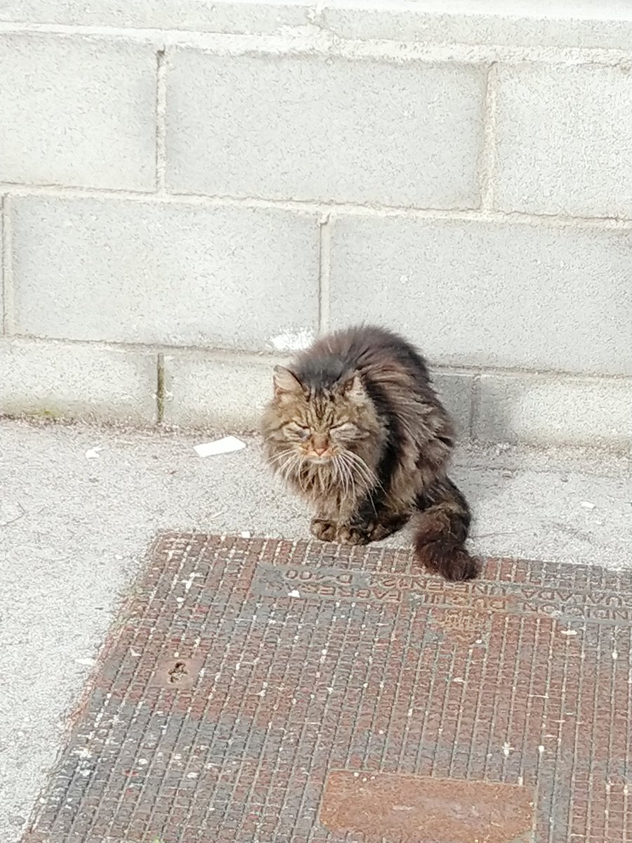 Vist ara mateix al pàrquing dels <a href="/FGC/">FGC</a> a #CanFeuGràcia a #Sabadell, sembla domèstic i perdut. Difusió si us plau #gatperdut #gatoperdido #gat