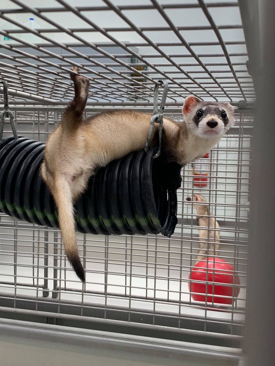 black-footed ferret hanging on a swinging tube in a cage