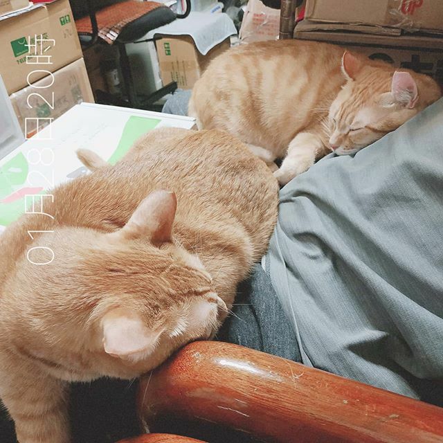 artyuyuan's tweet photo. .
天氣雖冷
但有現成的暖暖包
挺幸福的
.
(只是放久了腿會麻麻地…)
.
#柚子多樂貓爺堂 #柚子多樂貓奴 #yuzutoro #yuzutorocats #yuzutorocatslover #ToroCat #多樂貓 #BuzzCat #巴斯 #柚子多樂日常 #gingercat #orangetabby #orangecat #貓 #猫 #cat #cats #橘貓 https://t.co/akzs8s01x9 https://t.co/EKsj1Jte4V