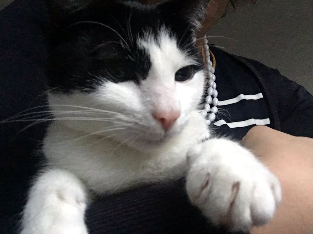 luna_domino's tweet photo. Domino is thinking of the warm lap she got to briefly sit on earlier this morning - when is the human coming back from work?! #CuddlesPlease #Kittens #CatsOfTwitter https://t.co/CSDGhQHImN