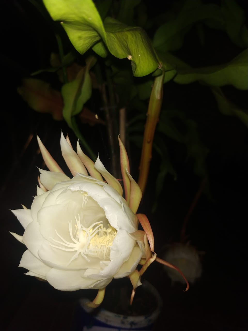 Irvl On Twitter Menanti Mekaring Wijaya Kusuma Malam Ini