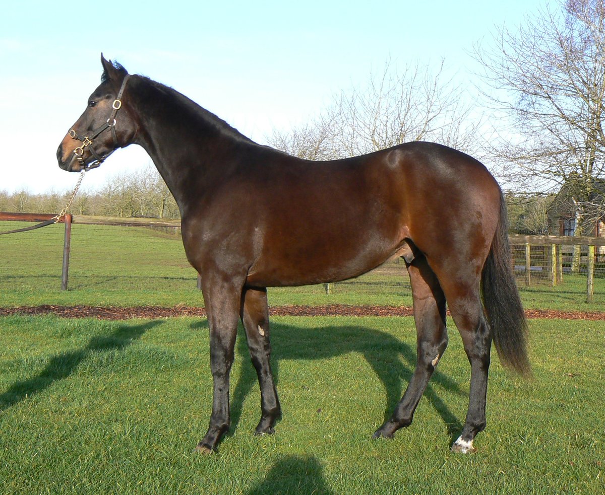 Kirtlington Stud (@kirtlingtonstud) on Twitter photo Lot 77 Twilight Son / Touriga 2018 colt on his way to <a href="/Tattersalls1766/">Tattersalls</a> for the February Sale. A big, strong colt, recently broken in and ready to go.... Lot 77 Twilight Son / Touriga 2018 colt on his way to <a href="/Tattersalls1766/">Tattersalls</a> for the February Sale. A big, strong colt, recently broken in and ready to go....