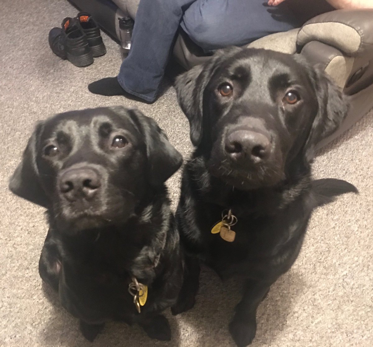 Guide Dog Fargo tweet media