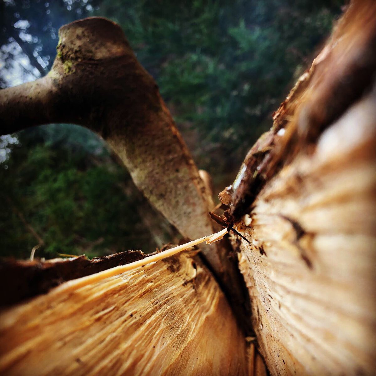 ATTi_CHANNEL's tweet photo. 丸太を割ってテーブル作り。
#bushcraft #wildcamping #woodcraft #woodcrafting #survival #woodworking #woodwork #dyi #oldschool #viking #wilderness #greenwoodworking #solocamp #logtable #ソロキャンプ #野営 #ブッシュクラフト #ブッシュクラフトキャンプ #鍬 #くわ #ログテーブル https://t.co/ZlFdZleRe4