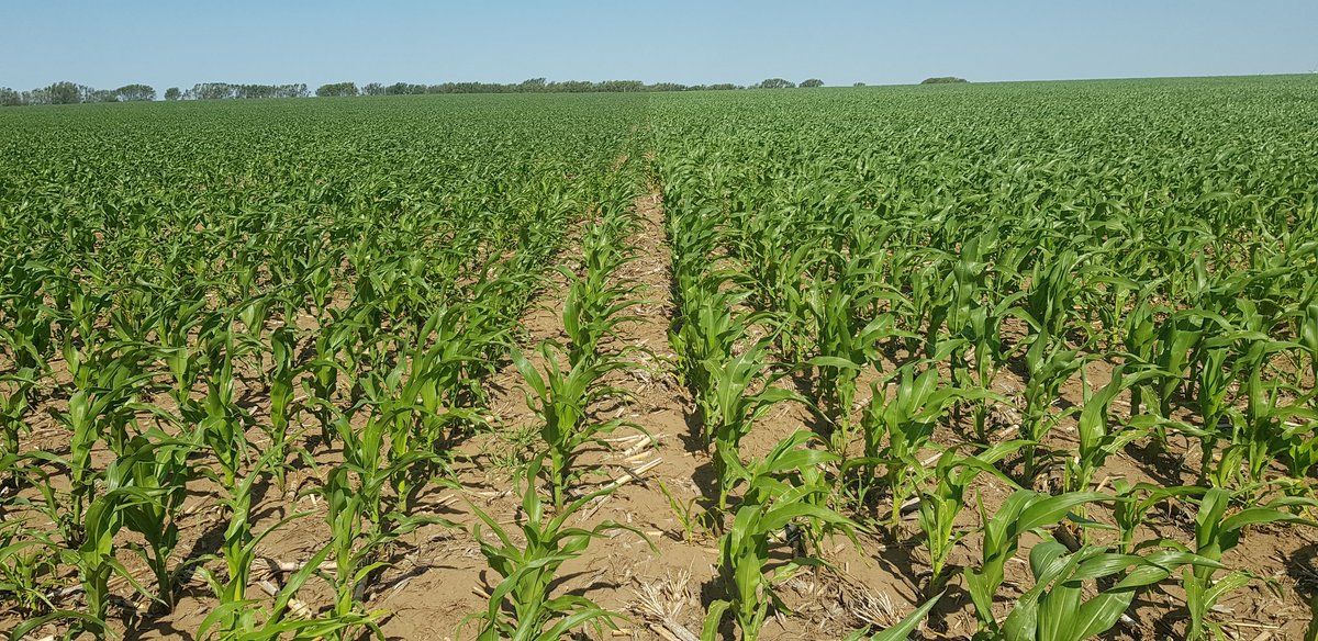 En zona oeste de Córdoba Pioneer continúa con la investigación de nuevos materias junto con la cátedra de Cereales de Universidad Nacional de Río Cuarto. Para seguir mejorando juntos. 
<a href="/PioneerSemillas/">Pioneer Semillas</a> <a href="/cerealesunrc/">Cereales UNRC</a> 
#ESTAMOSDONDEESTÁS #Maíz #NuevosHíbridos #UNRC