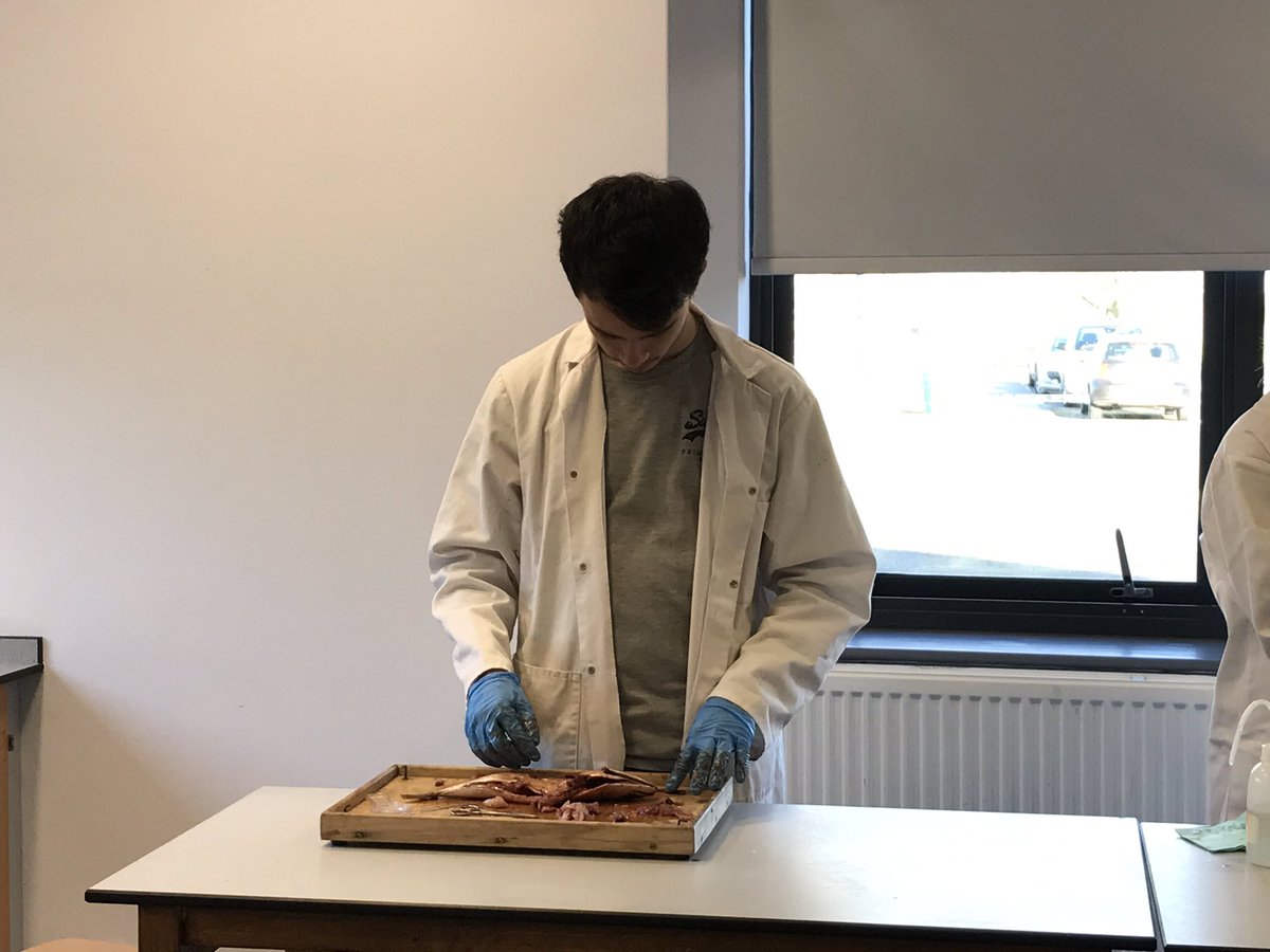 TLAScience's tweet photo. Year 12 fish dissection looking specifically at gills, then looking at individual filaments under the microscope. However, we did also look at the heart, the brain and digestive system (which included a little fish that had been eaten!) #alevelbiology #wearetla #tlascience https://t.co/DgAF2A35O4