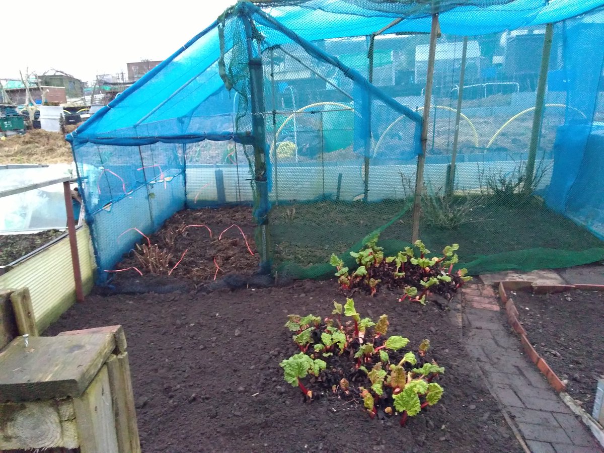 canudigit15's tweet photo. Raspberries tidied up and thinned out. Gooseberries re-sited on #plot15 Rhubarb full of life. #allotment https://t.co/9OaDQQMfeC