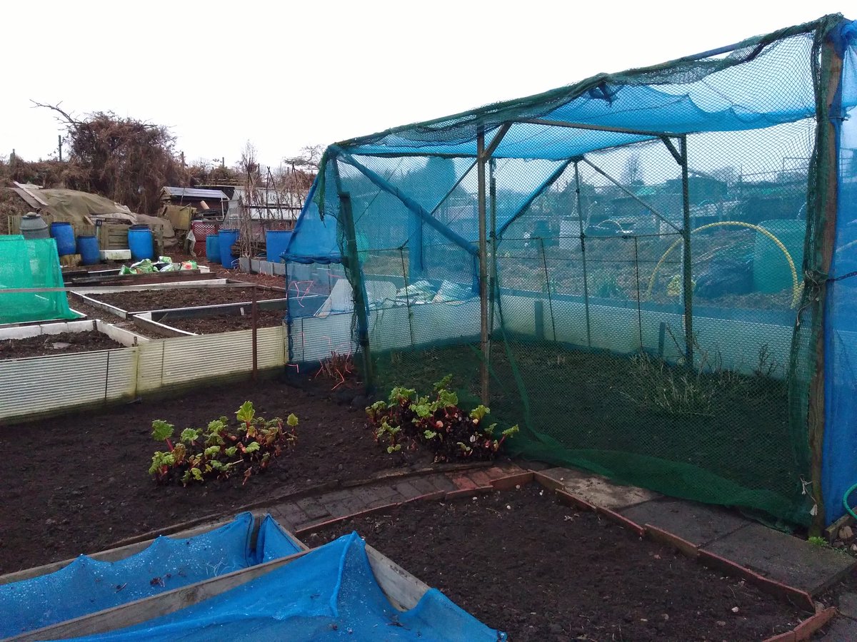 canudigit15's tweet photo. Raspberries tidied up and thinned out. Gooseberries re-sited on #plot15 Rhubarb full of life. #allotment https://t.co/9OaDQQMfeC