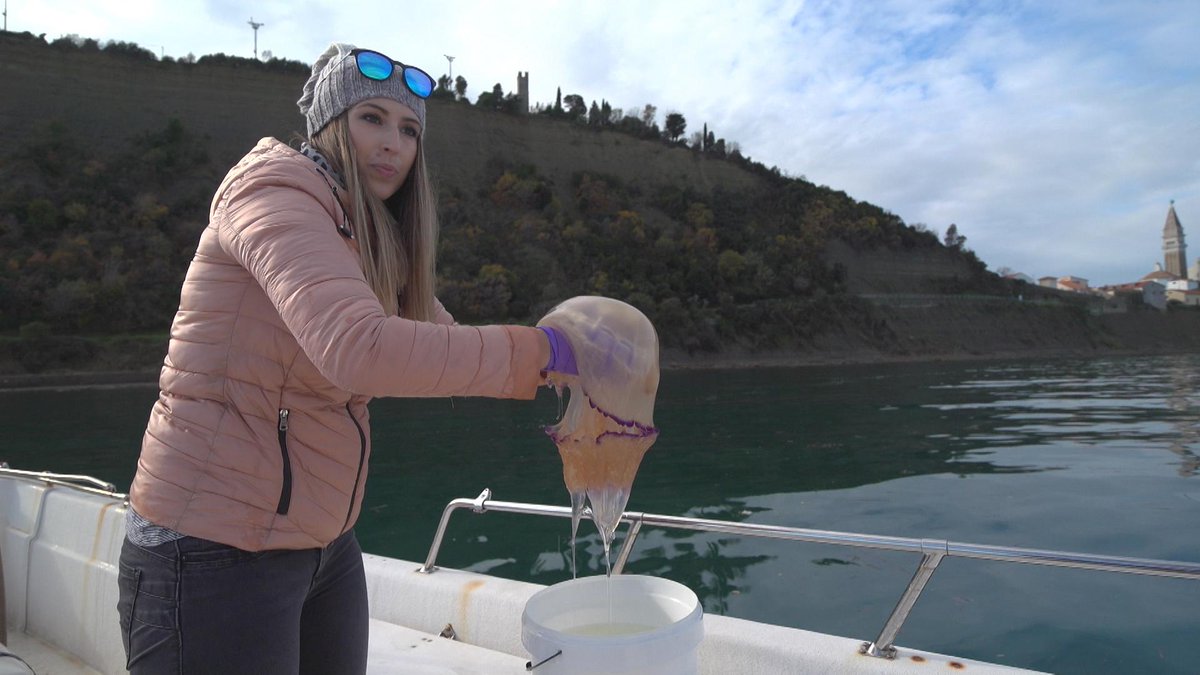 HorizonEU's tweet photo. Could jellyfish be the heroes that will save #OurOcean from microplastics? 
#H2020 project @GoJellyEU is coming up with a gelatinous solution to marine plastic pollution! 
Watch the #Futuris feature on GoJelly via @euronews
https://t.co/zpVP340xAn https://t.co/T4qAxGnqm6