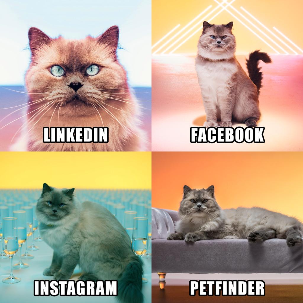Just a cat out here trying to meme. #MeowReMix #DollyPartonChallenge