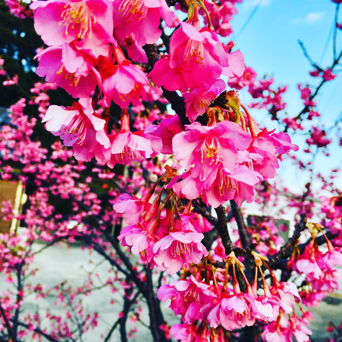 池ポチャ野郎 近所の緋寒桜が見頃に 緋寒桜 ヒガンザクラ 寒緋桜 花 フラワー ピンクの花 濃いピンクの花 艶やかなピンク 下向きに咲く花 桜の季節です