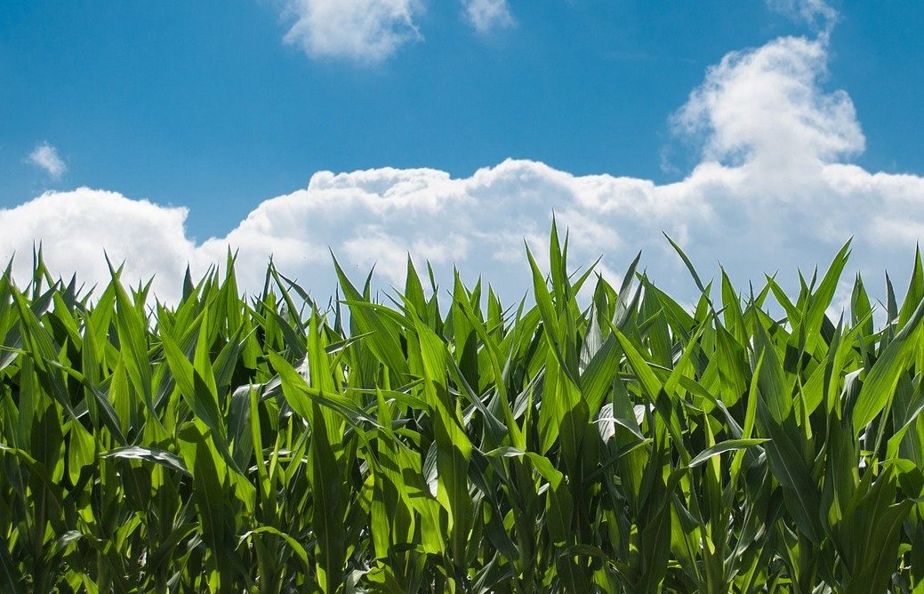 The Inventor’s Field of Dreams. Learn ways to approach early market planning. bit.ly/2t6yI3J
#innovation #entrepreneurship #patents #newideas #inventions #newproducts #newmarkets #fieldofdreams #inventors