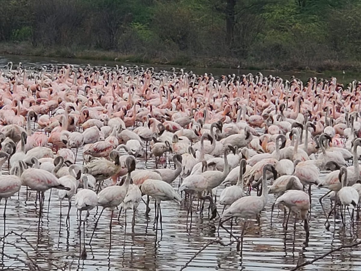 KawakiSije's tweet photo. Karibu Lake Bogoria (formerly Lake Hannington) and experience the #HiddenGemsOfKenya #magicalkenya https://t.co/CWO0mnQfm3