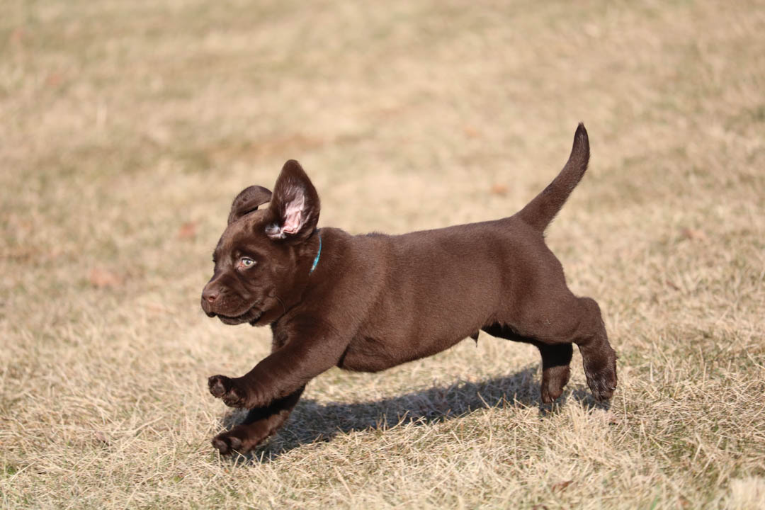 s_retrievers's tweet photo. We work hard so you don't have to. Relax and give us a call so we can handle all of your Labrador Puppies needs. Give us a call today at 1(618) 248-4670! #LabBreeder #LabPuppiesForSale #LabPuppies https://t.co/bcqsHOsyNY https://t.co/K5YgDYGxXt