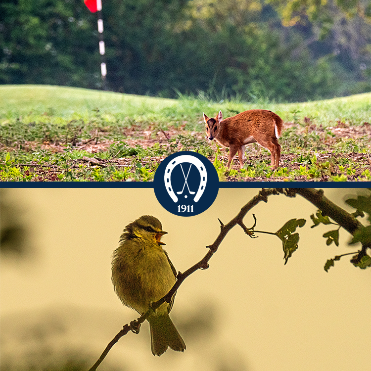 luffenhamheath's tweet photo. More than just a top 100 ranked golf course, we boast rare flora and varied wildlife on our naturally beautiful golf course.
#lhgc #wildlife #geocertified #top100golfcourse #openqualifyingcourse #championshipvenue https://t.co/OKhbLjKxF3