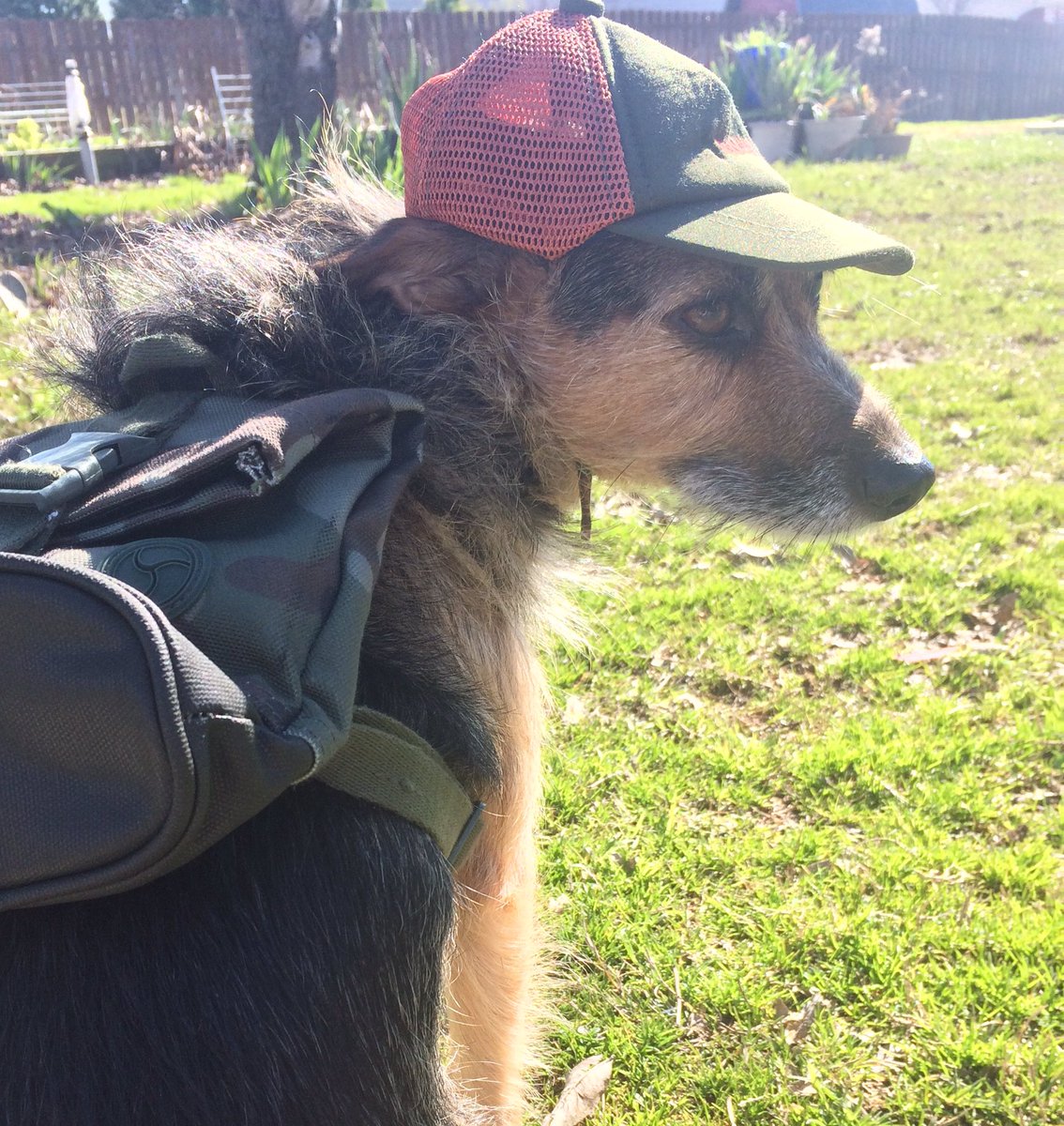 HerbieMooland's tweet image. Not sure if I’m school ready or Boy Scouts ready.. #ReddyDogClothes #DogHat #DogBackpack