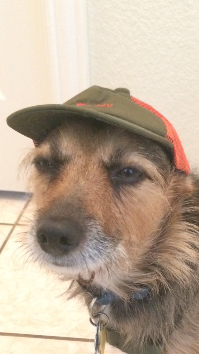 HerbieMooland's tweet image. Not sure if I’m school ready or Boy Scouts ready.. #ReddyDogClothes #DogHat #DogBackpack