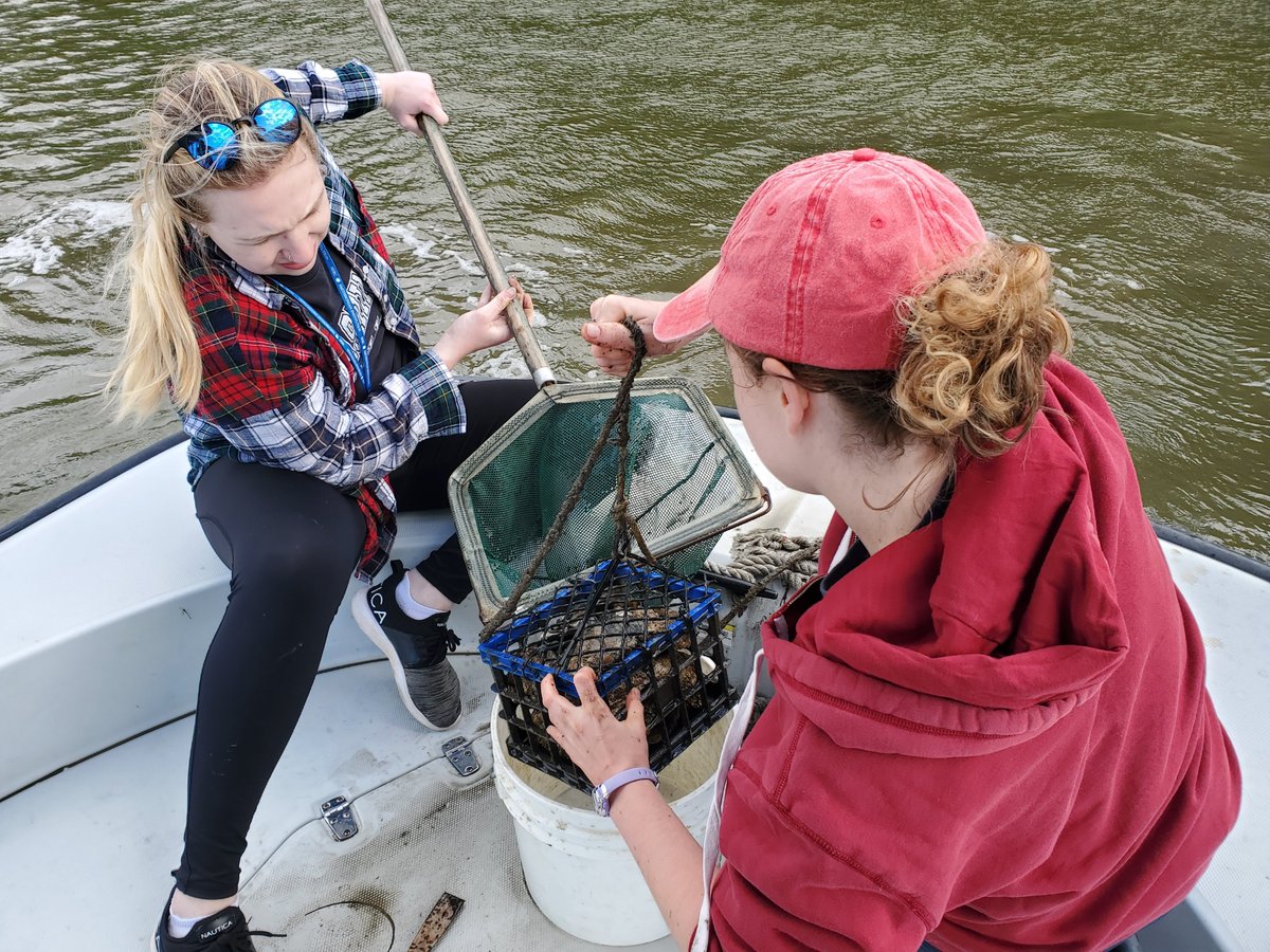 Two serc interns use a net to grab a crab trap from the chesapeake.