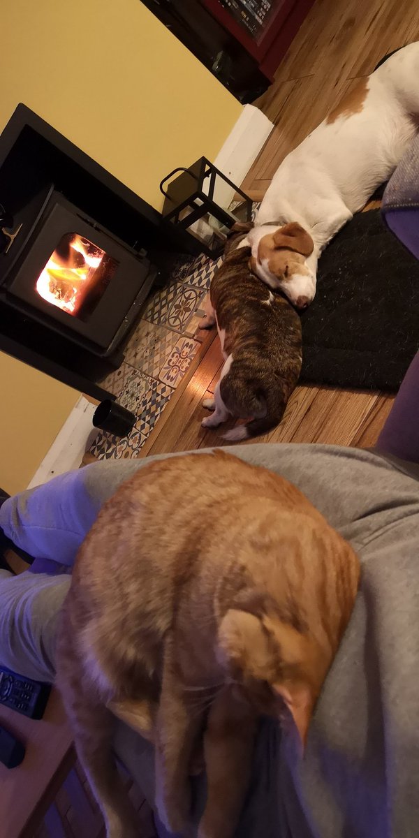 FESAUGUSTOS's tweet image. The zoo seems to be pretty tired Tonight!!!!! #petFarm
#pets #cat #Dog