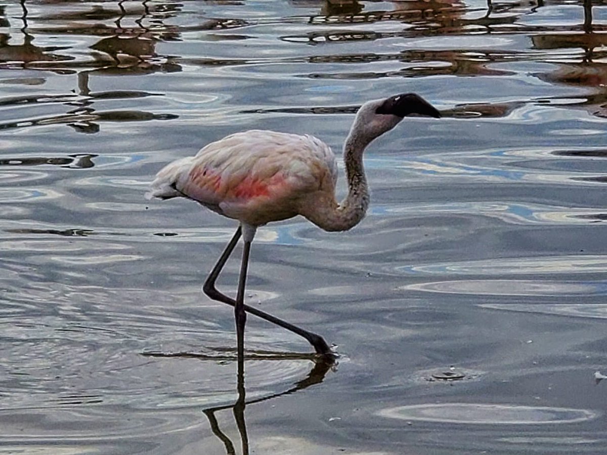 InfoMaron's tweet photo. What do we call a huge group of flamingos?
#HiddenGemsOfKenya #Tembeakenya #MagicalKenya https://t.co/hI9FfKB4Vc