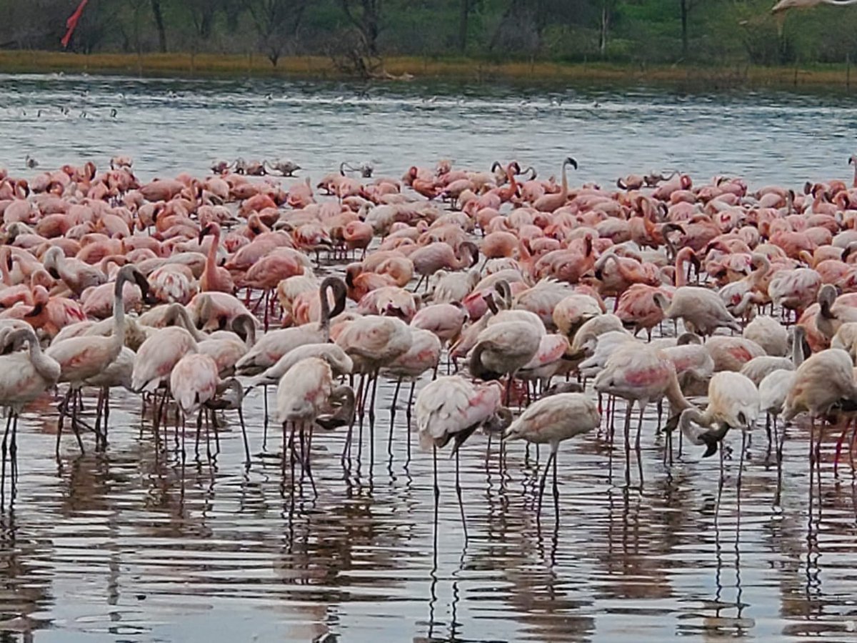 InfoMaron's tweet photo. What do we call a huge group of flamingos?
#HiddenGemsOfKenya #Tembeakenya #MagicalKenya https://t.co/hI9FfKB4Vc