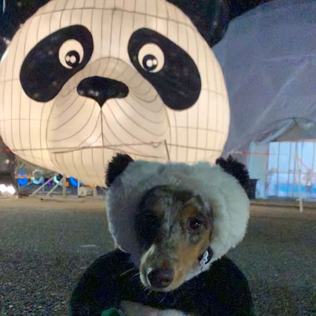 Hello Panda Festival tweet media