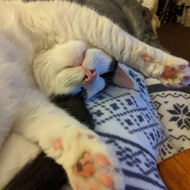 KTPme's tweet photo. One year since I became a sub-species to this fluffball 😍 #adoptdontshop #mitzigram https://t.co/q2MgfohMf2 https://t.co/QiFI8Q1owY