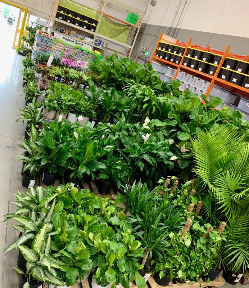 Costa Farms presents "Tropical Foilage Mania" at HD 159 Midtown. Thanks Danny for your support! "Tropicals anyone?"