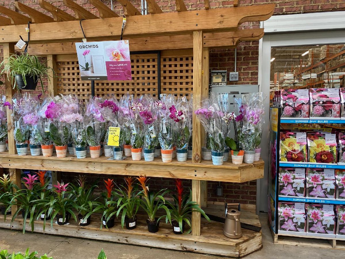Just in time for Valentines Day... Costa Farms presents a beautiful display of orchids at HD 111 Merchant's Walk . "Orchids anyone?"