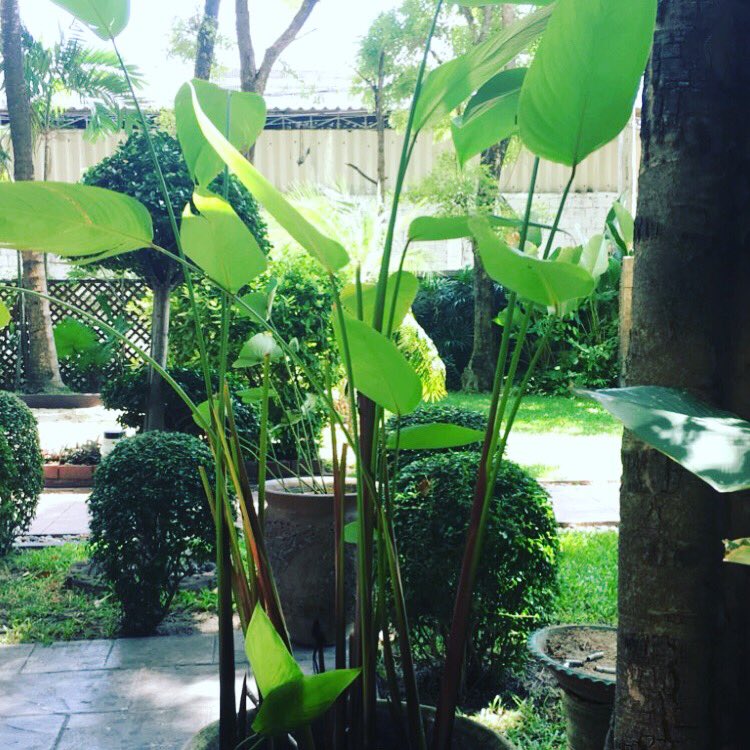 #thai ❤️ #mylove 😉🏝☺️💚💚💚🍾✨✨✨
