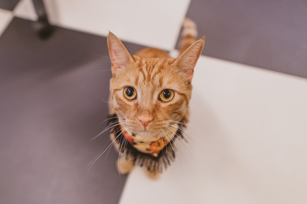 ElMegato's tweet photo. 😺¡Hola, hola! ¿Cómo están? Yo espectacular como siempre #YHumilde #Megato #CosasDeGatos #MegatínParaLosAmigos #FelizMartes https://t.co/u1JIHaATAC