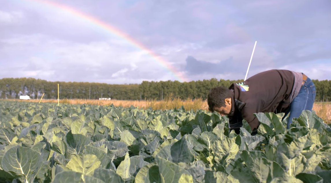 foodpioneers's tweet photo. In de nieuwste aflevering van Flevo Campus Farms zie je geen eentonige akkers volgeplant met een en hetzelfde gewas, maar volop variatie 🌈. Check de #minidocu afl. 4 met @jannodemanno over agroforestry en strokenteelt van #ERF 
 &amp; @weerwoud https://t.co/r7nZr9L6gp https://t.co/3BANIno9dB