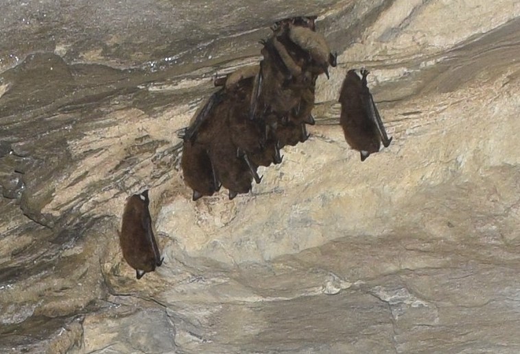 bnearing10's tweet photo. How has a cave at Thacher State Park in rural Albany County seen its population of bats rebounding in the wake of a fungal plague that has killed millions of bats across the U.S.? Find out in this week's edition of the New York State Parks Blog... https://t.co/kgVDm0ipo7 https://t.co/CmjC7Nhios
