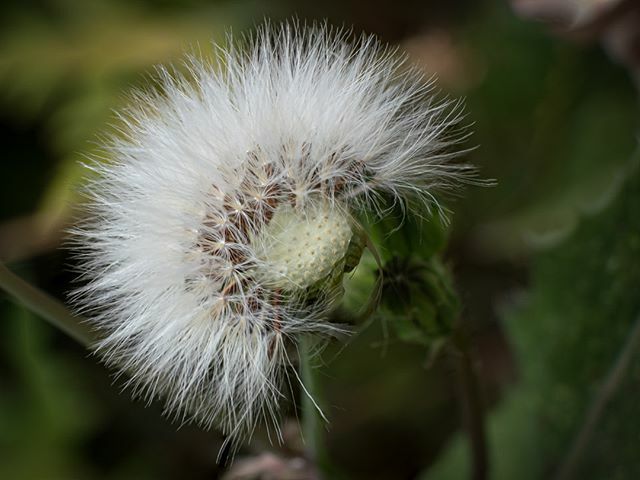 innerlightuk's tweet photo. Dandelion type head but not a dandelion 
#dandelion #seedhead #fujifilmxt3 #fujifilm_xseries #fuji_love #macrophotography #macrophoto #kentphotographer https://t.co/OX2H8PywNy https://t.co/VkjL600ZVv