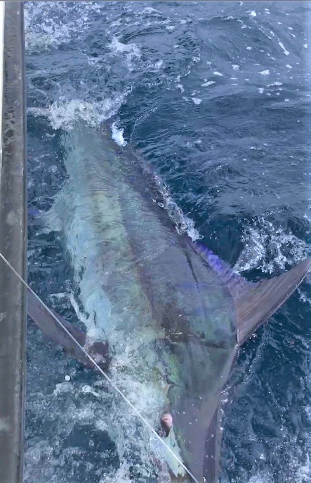 costaricafishin's tweet photo. Tamarindo - Anglers fishing over the weekend with Captain Manuel Leal on the 36ft Capullo caught blue #marlin, #sailfish, #dorado and #yellowfintuna, providing great sport and table fish.#fishcostarica #costaricafishing #costarica #fishingincostarica #fishingcharters #tamarindocr https://t.co/ngu4b2RNAh