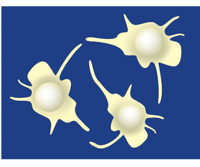 CCRM_ca's tweet photo. CCRM and @GE_LifeSciences have developed proprietary media formulations for @PlateletBio at #CATCT in Toronto. Platelet BioGenesis' therapeutics have been developed to avoid the reliance on blood donors to help patients https://t.co/Dgkv9sNyzF @FedDevOntario @NCE_RCE https://t.co/sTw7nmOsfh