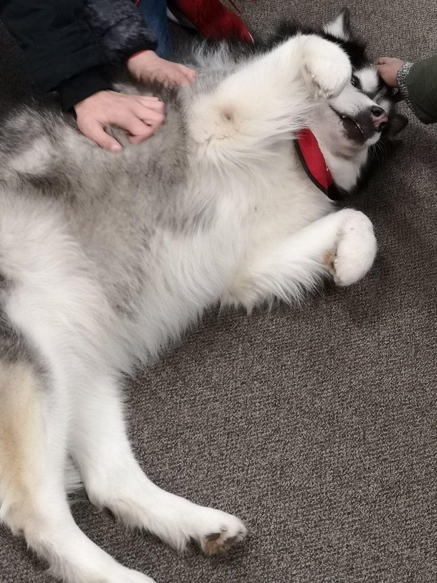 BCentralLibrary's tweet photo. @BCentralSchool would like to give a huge shout out to the @SJAOntario volunteers who brought their dogs to cheer us up during exams. Thank you for making our days brighter! #therapydogs #barkbreak #mentalhealth https://t.co/UGopCu9DqF