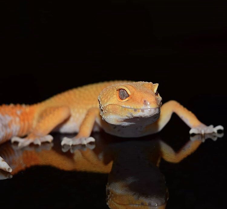 ReptilePunch's tweet photo. Offering for sale! Comment if your interested @gbxdiamondbackx @DmontyGaming https://t.co/w6MpWJijy2