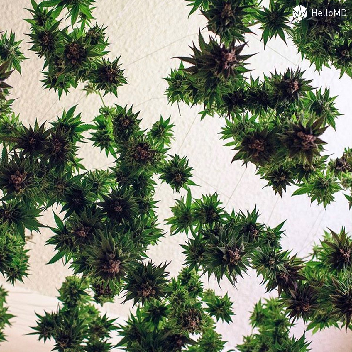 educannza's tweet photo. What are you doing in 2020 to shift your perspective on CBD?
Some buds being left out to dry after harvest - from a slightly different perspective! π
#hellomdza #marijuana #cannabis #maryjane https://t.co/vDdmoL76nC