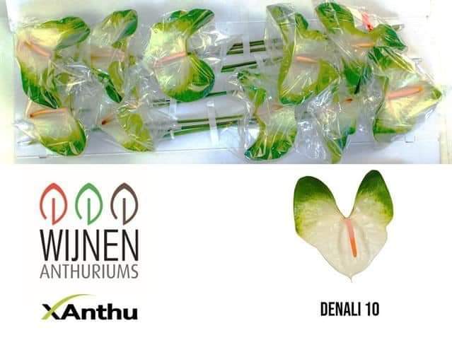 Rograplant's tweet photo. Ahora también tenemos flores!!!
#mayoristadeplantas #mayoristadeflores #plantas #flores #anthuriums #sanvalentín
https://t.co/4Z7AdglrSY https://t.co/PTIyWSJeyd
