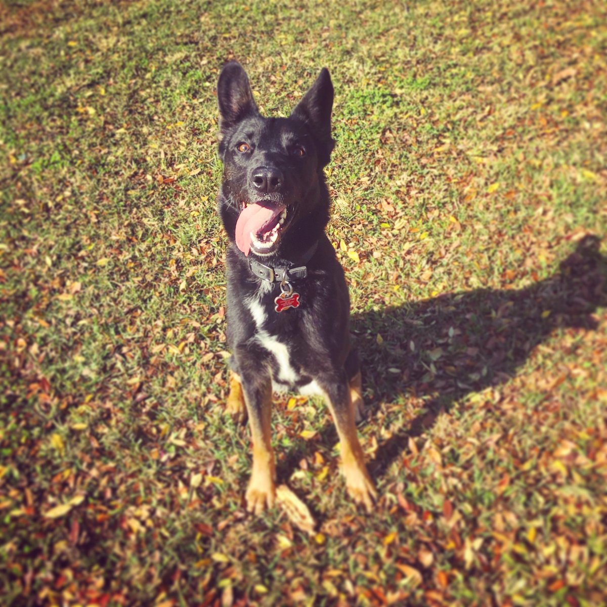BlackShepherdGr's tweet photo. When Seven poses for Tongue-Out Tuesday, she never disappoints 😝 #tongueouttuesday #tot #allin #killingit #tongueout #happygirl #gsd #germanshepherd #blackshepherd #blackandtan #blackshepherdgraphics https://t.co/Bj0qgg1K9i