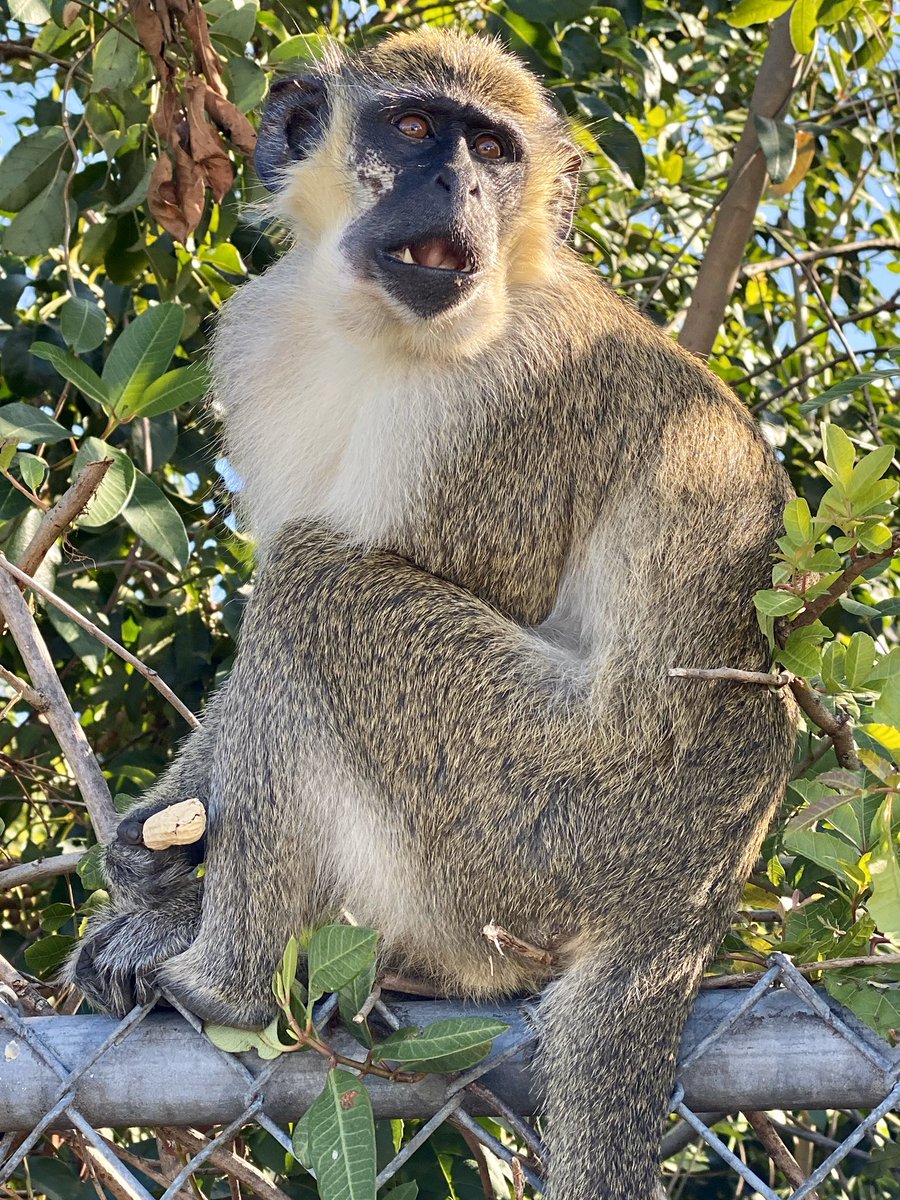 DBVervet's tweet photo. Just a handsome fella on a beautiful Tuesday morning. #monkeys #conservation #NotInvasive #greenmonkey https://t.co/nQVcSw37Nb