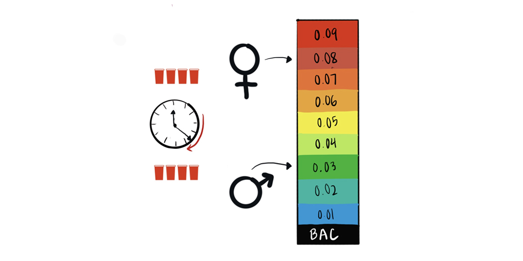 Illustration depicting how men and women consuming an equal amount of alcohol over the same amount of time will still lead to a higher blood alcohol content (BAC) in women than in men.  