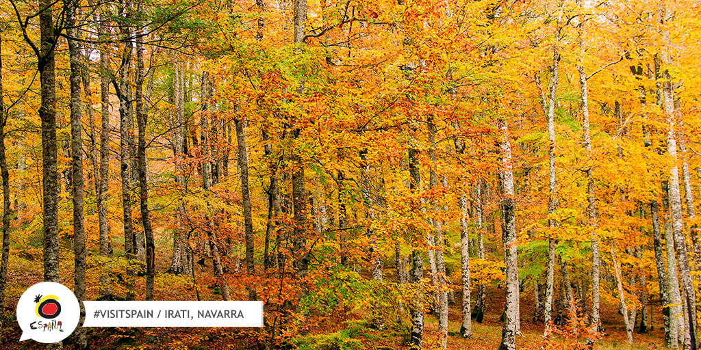 The Spanish beech forests are a world heritage site. 🌲🌲🌲 Want to know them? 

👉 bit.ly/2MHS4CJ

#VisitSpain #LiveSpain #Unesco #SpainExperience #SpainNature #Biospherereserves #SustainableTourism