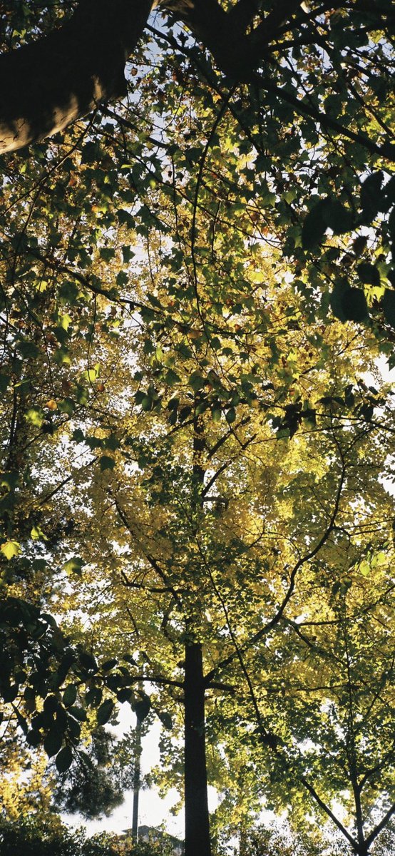 howtobeordinary's tweet image. 눌러서 보세요. 숨막히게 황홀해요. 잘 자요🍃