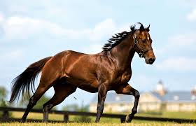 12_kimmy's tweet photo. Y si hoy hablamos de caballos...

#CaballoCriolloColombiano

Buen día a todos.

SONRÍAN...!!! https://t.co/1dL70cFLLP