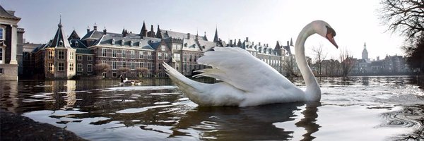 Witte Zwaan in de Hofvijver in Den Haag voor het Binnenhof