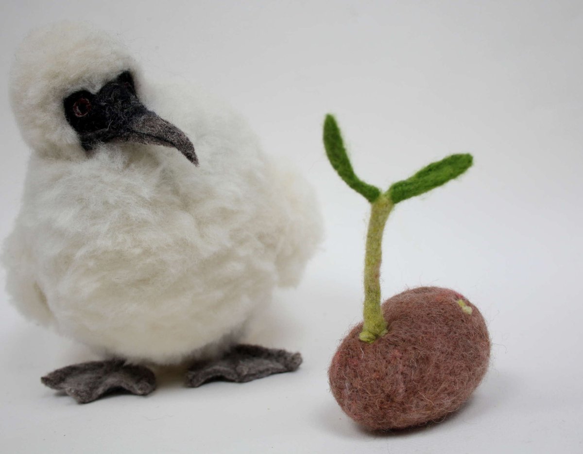 PackhamRuth's tweet photo. Gannet chick potato anxiety
#bird #wool #feltmaker https://t.co/ZJQaPs6zG6