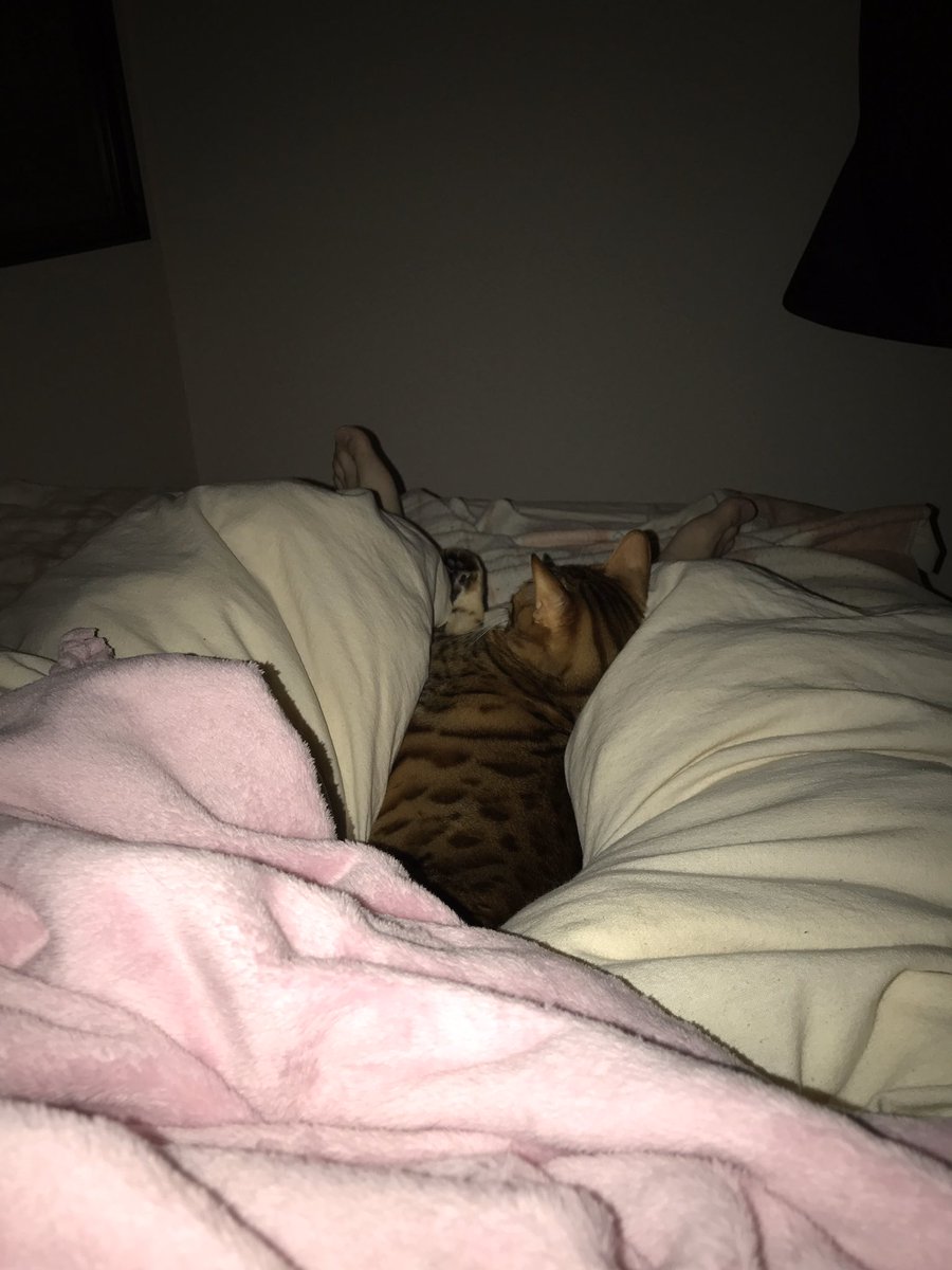 Shisk シスクとねこむす 娘のとなりで寝たいけど 僕がいるとなぜか猫が暴れ出すので別の部屋で猫と寝てます