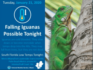 Tracymaebob's tweet photo. Caution…falling iguanas https://t.co/3JnAqrbrrf https://t.co/jJU9b3X9xh